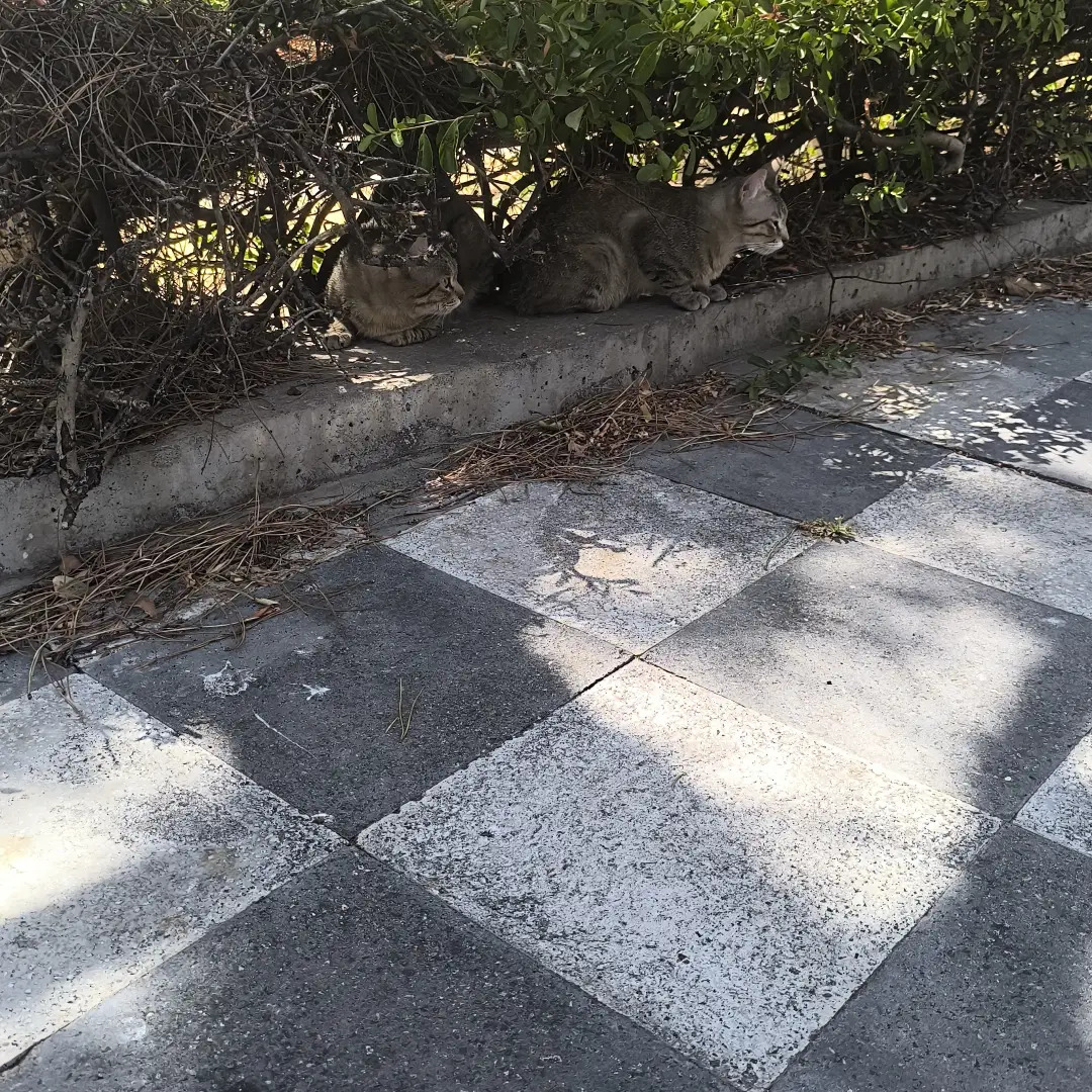 Denuncian el abandono de dos gatos delante de testigos en Cuenca: «Es vergonzoso y un delito»